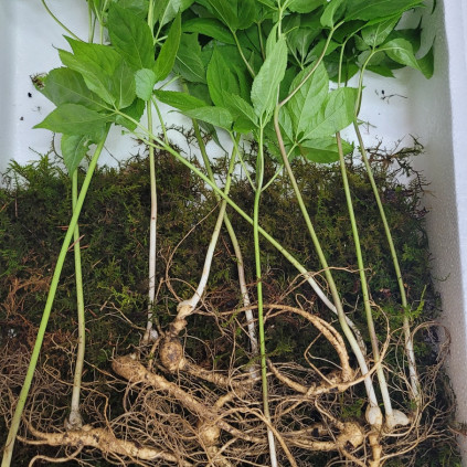 산양산삼 10년근 10뿌리